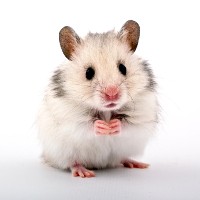 Hamster with your Hawaiian? Pizza Hut in damage control after franchise offers “small animals” with pizza deal