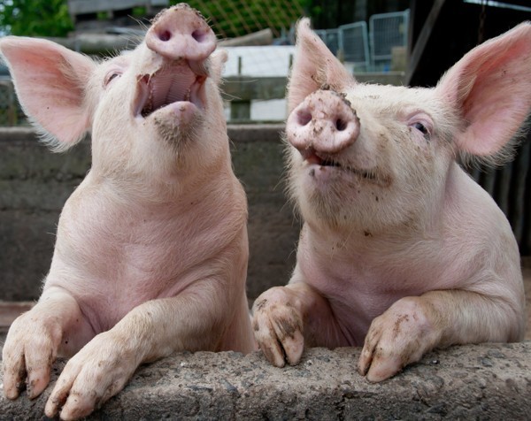 Watchdog orders pork producers not to tell porkies about free range products