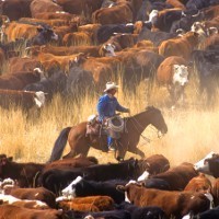 Aussie farmer calls on Coles and Woolies to do more to support producers doing it tough as petition ropes in 53,000 supporters