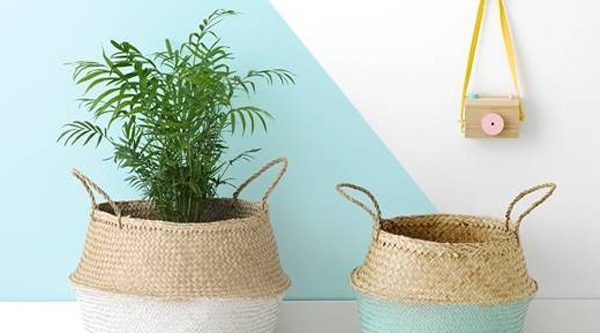 Heading back to the office? Bring these plants with you to fight formaldehyde (and other nasties)