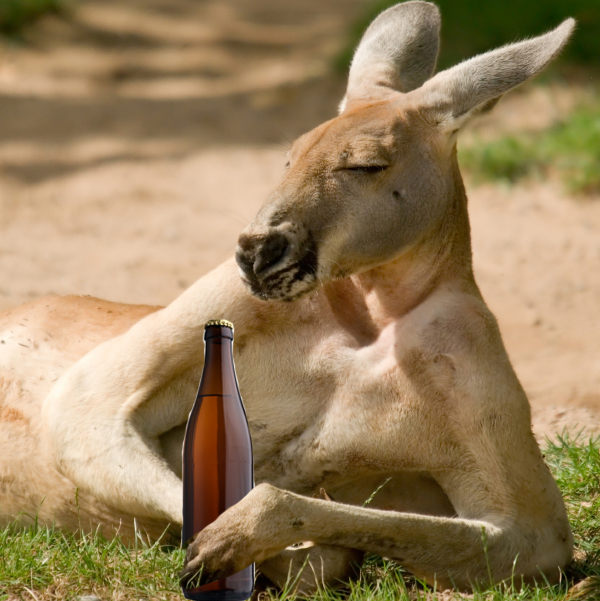 Advertising watchdog rules “user-generated” Carlton Dry social media post encouraged people to give beer to kangaroos