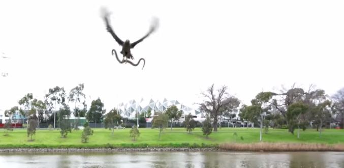 Viral video creator stikes again with hawk dropping snake on family: What makes a video go viral