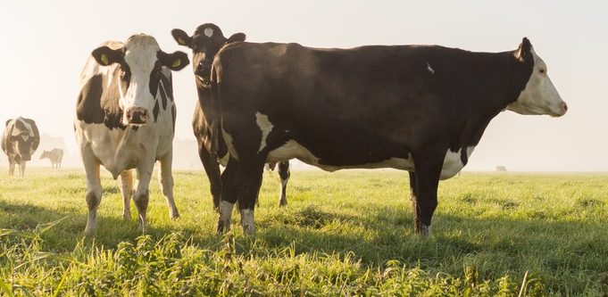 No bull!@#$: Number 8 Bio lands $1.8 million for animal feed that reduces cow farts