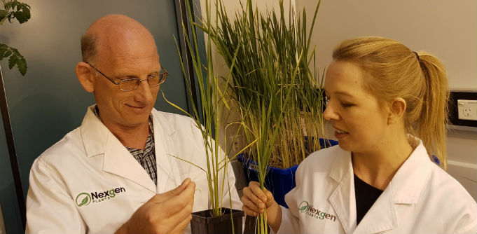 Queensland biotech startup NexGen Plants bags $3 million to take more resilient crop varieties around the world