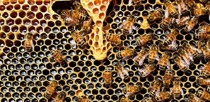 Finding your core function: What businesses can learn from bees