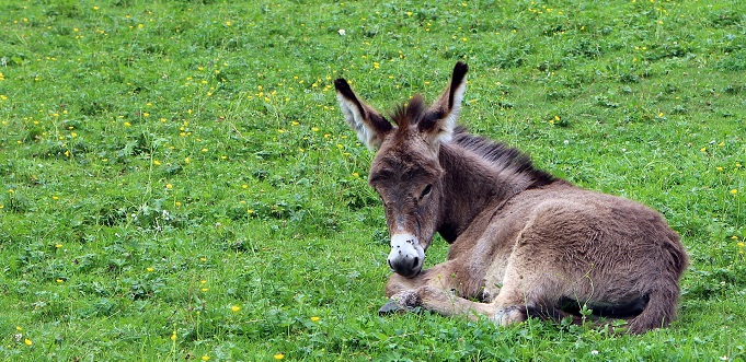 Donkey don’t: David Jones ditches parade animals after PETA pressure