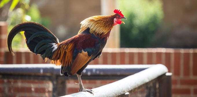 What the cluck? How this robot chicken startup found its flock