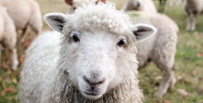 “Hypocrisy”: Fashion retailer slammed after PETA pressure causes wool clothing backflip