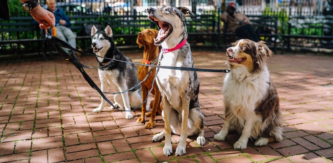 Catering for canines: Australians love their pets, so why don’t we build cities with them in mind?