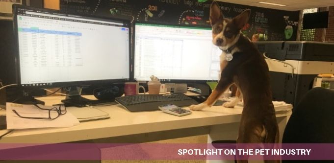 Doggos of startupland: Should your startup have an office pup?