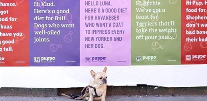 No ruff guesses: Pet food business makes a personalised ad for every single doggo in New York City