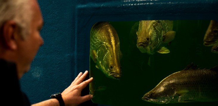 Aquacultureman: Take a peek inside the land-based fish farm breeding 80% of Australia’s barramundi