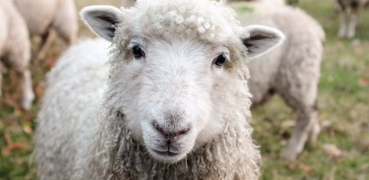 Ransomware attack on sheep farmers reinforces need for diverse cyber defences