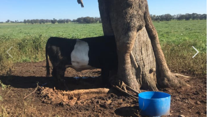 “We can’t wait”: Family business without answers as NSW border rules cut them off from cattle