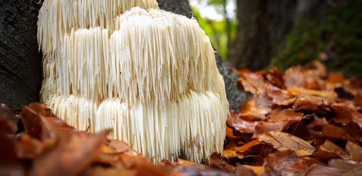 Is mushroom leather the future of sustainable fashion?