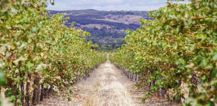 “There will be some failures”: For Aussie wineries, global political and economic instability couldn’t come at a worse time