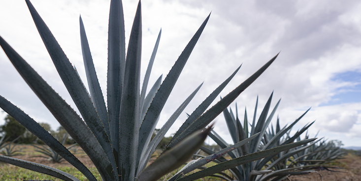 Agave plants