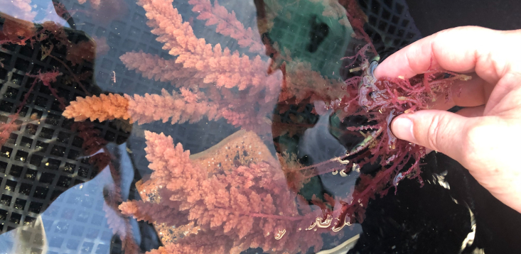 This red seaweed could cut methane emissions from cows by 90%, creating a $140 million industry