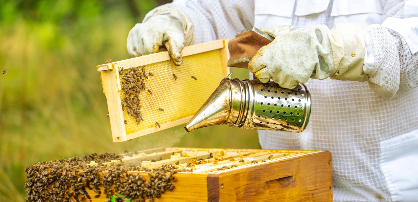 Digital authenticity seal creates a buzz for apiculture industry