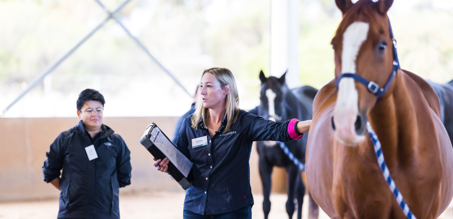 “How can a horse help my business?”: Find out at the 2024 WYNnovation Festival